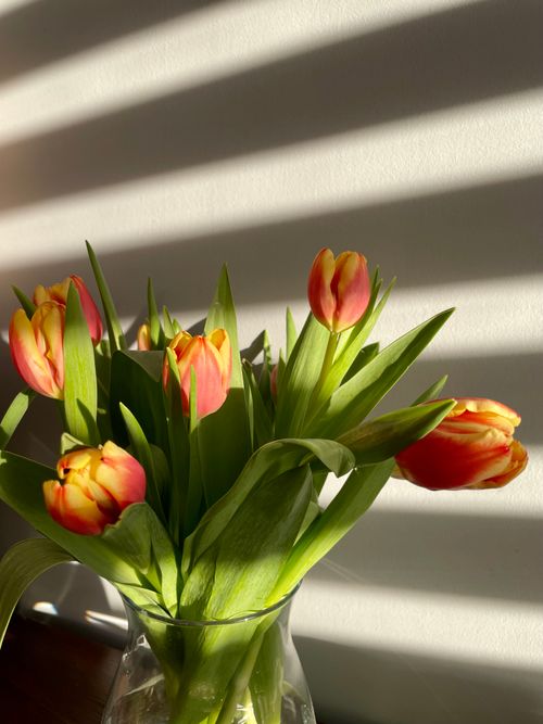 Free A vibrant bouquet of tulips in a vase, illuminated by warm sunlight, casting striped shadows. Stock Photo