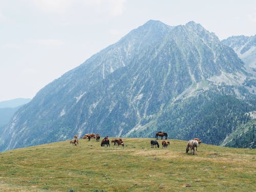 Foto d'estoc gratuïta de cavalls, muntanya, muntanyes