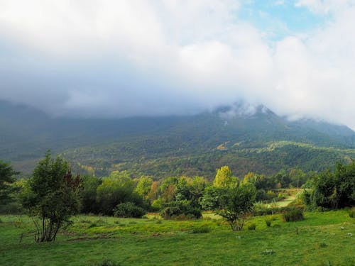 Foto d'estoc gratuïta de arbres, bosc, matí de boira