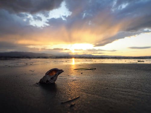 Gratis lagerfoto af konkylie, landskab, solnedgang