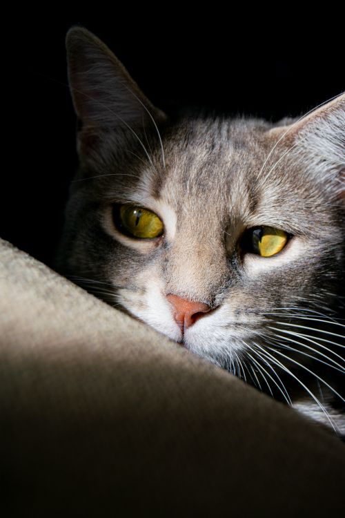 Free Close-up portrait of a grey domestic cat in sunlight, capturing its bright eyes and relaxed demeanor. Stock Photo