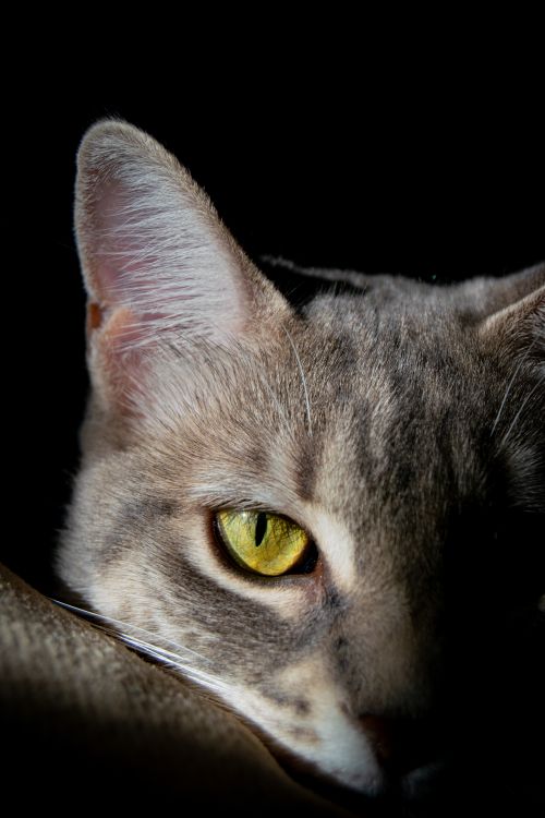 Free Captivating close-up portrait of a grey domestic cat with striking yellow eyes. Stock Photo