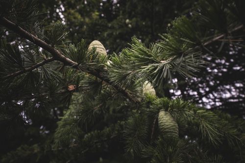 Free Detailed view of coniferous branch with pine cones, perfect for nature and seasonal themes. Stock Photo