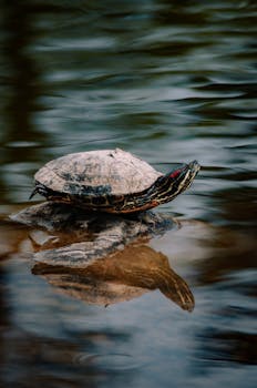 A turtle rests on a rock in calm water, beautifully reflected, in an outdoor setting.