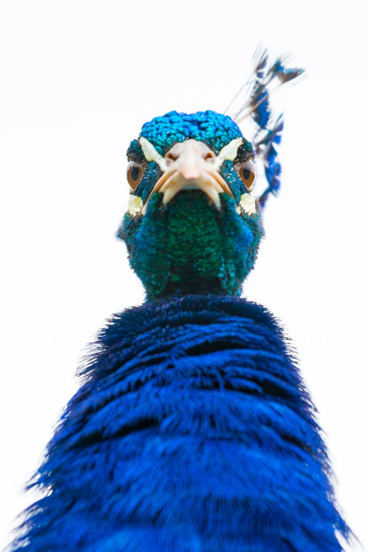 Close-Up Photo Of A Blue Peacock