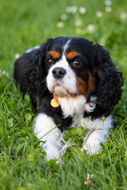 Free Selective Focus Photography of Spaniel Dog on Grass Stock Photo