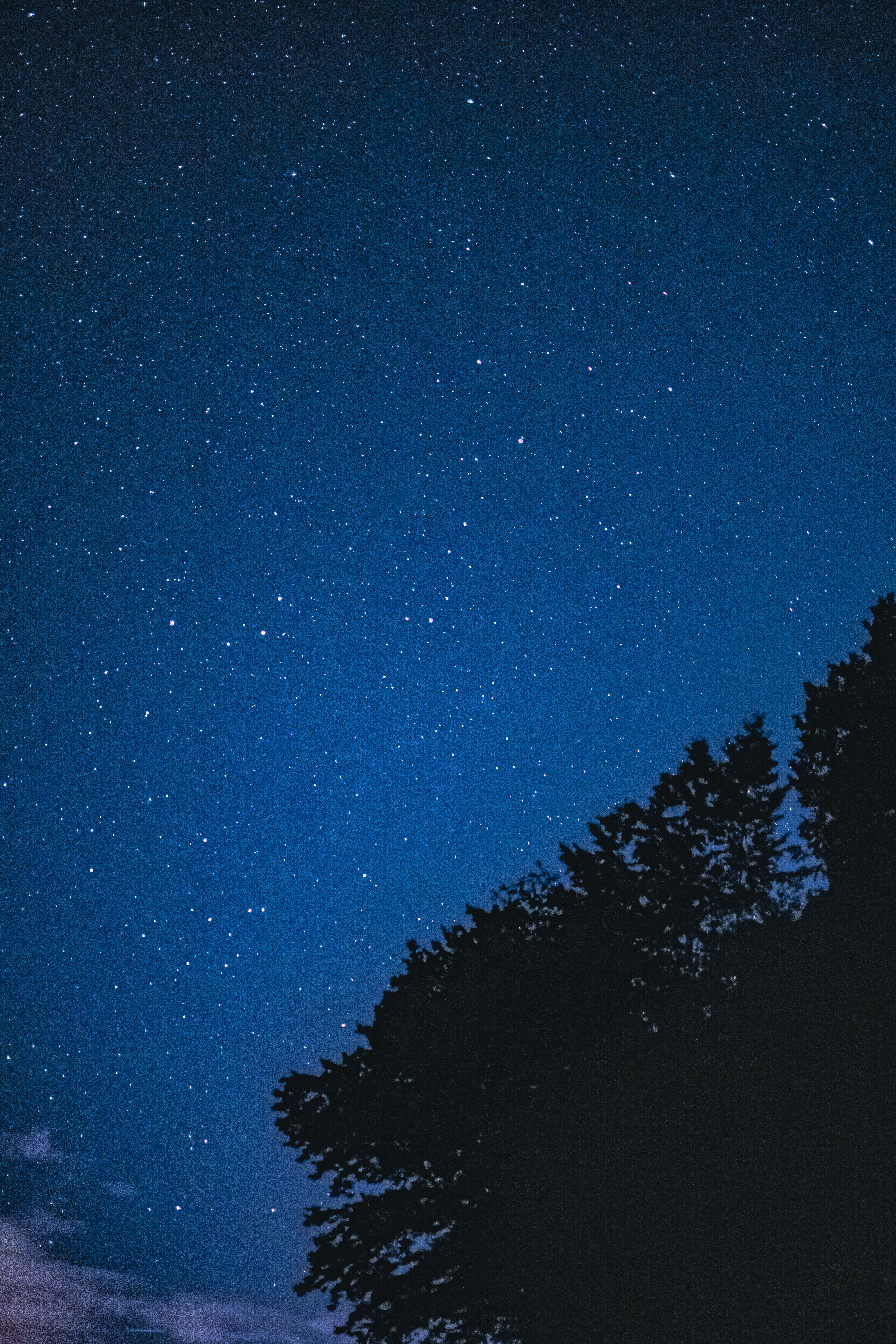 A night sky with stars and trees in the background · Free Stock Photo