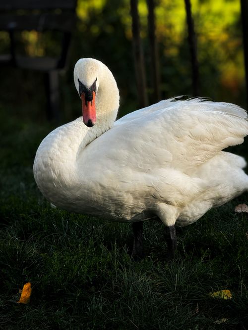 Free Elegant white swan posing on lush green grass under soft sunlight. Stock Photo