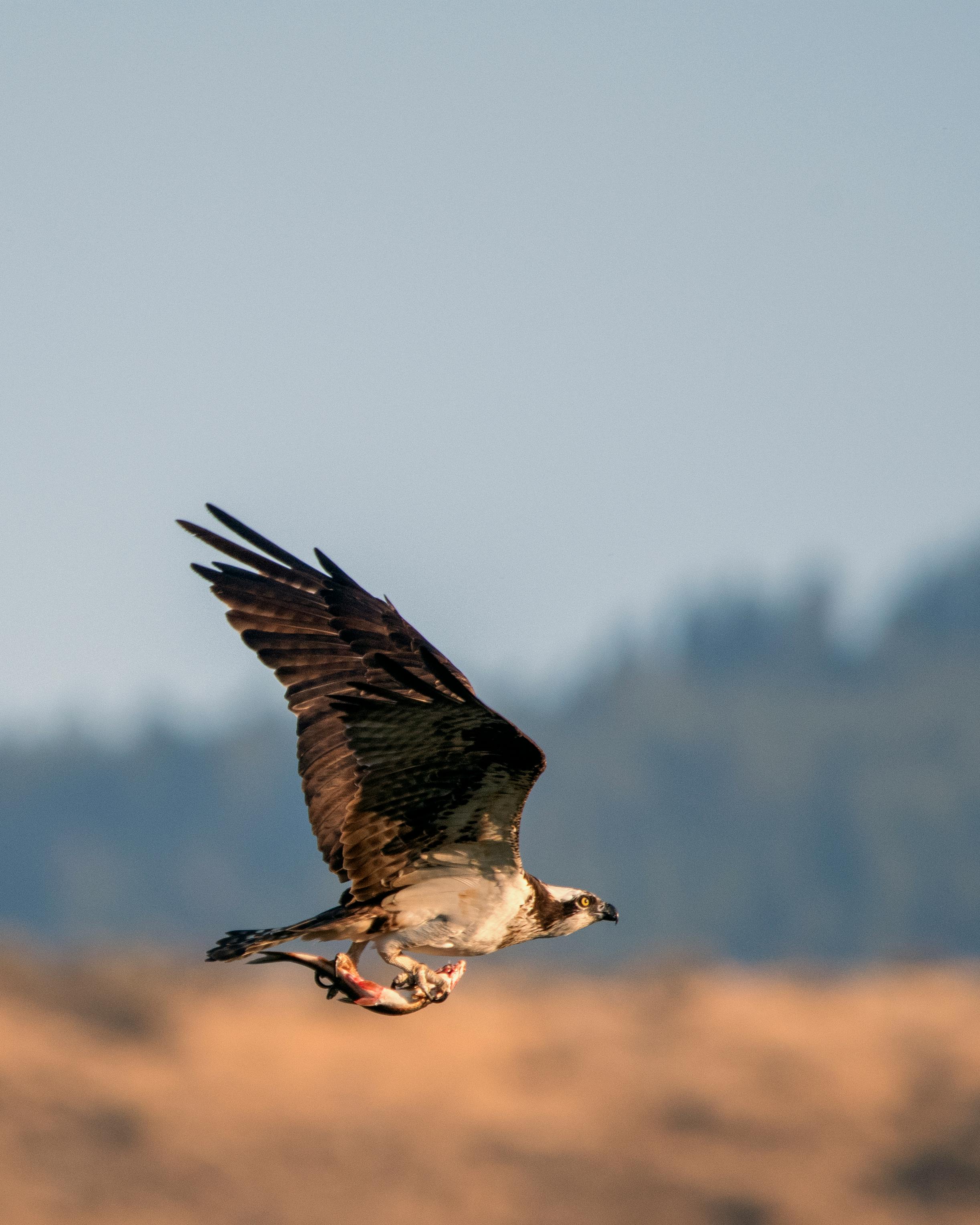 Free stock photo of fish, flight, osprey