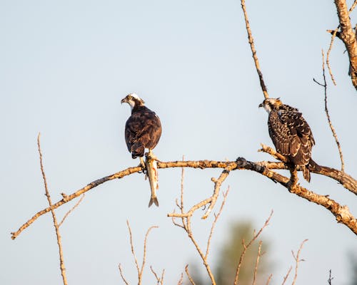 Two Brown Birds