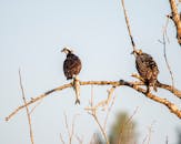 两只鱼鹰栖息在树枝上，展现出强大的存在感和敏锐的视野