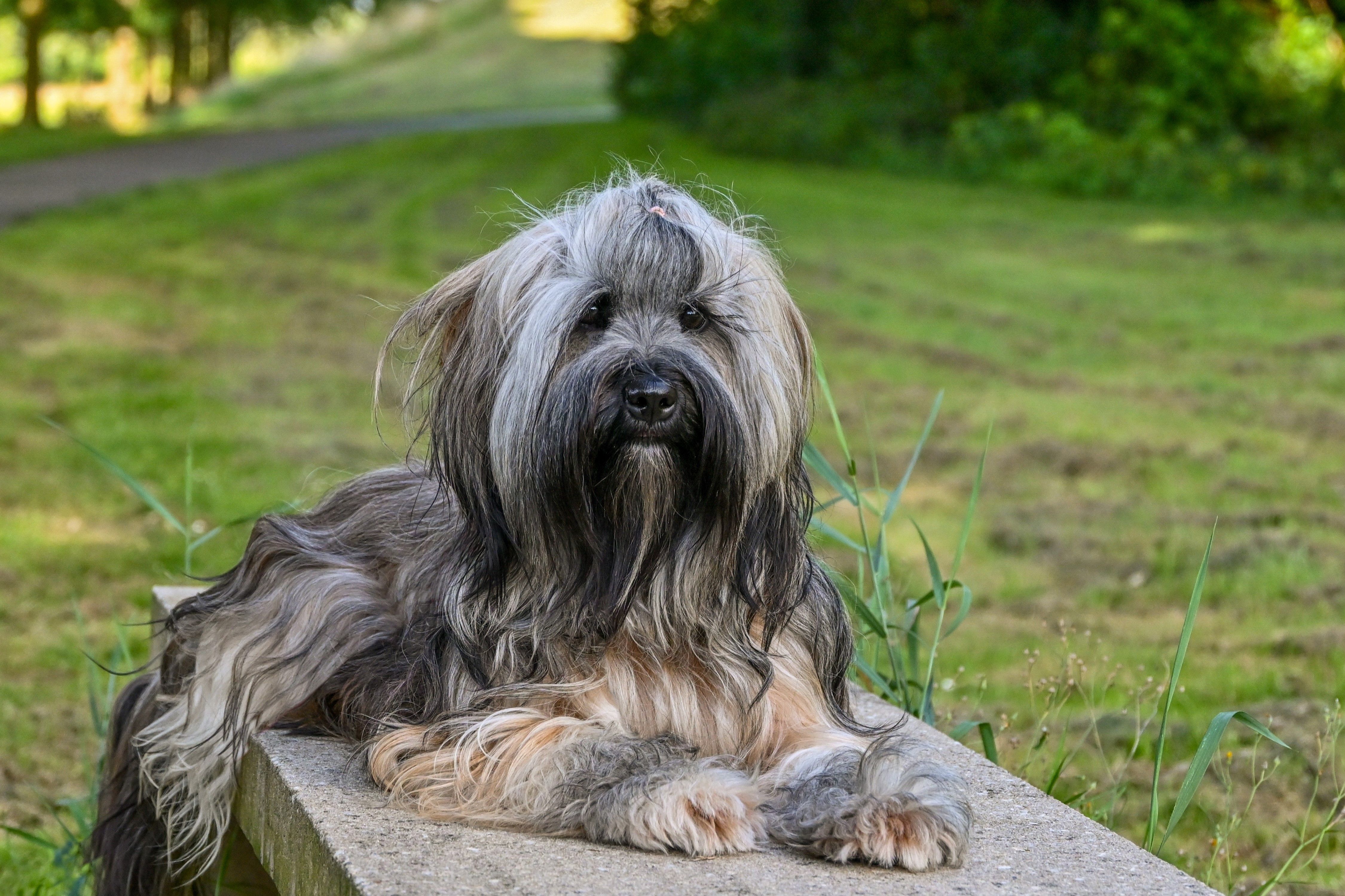 Portrait of a cute shaggy terrier dog relaxing on a stone bench in a grassy outdoor setting.