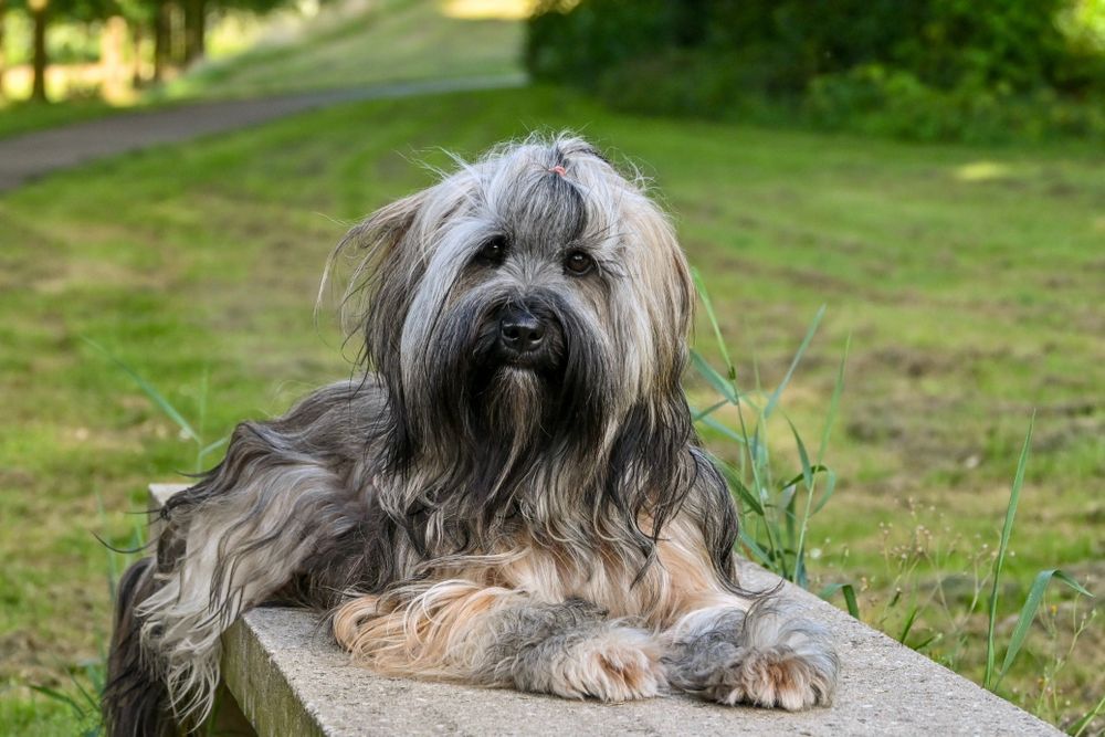 Tibetan Terrier, photo 5