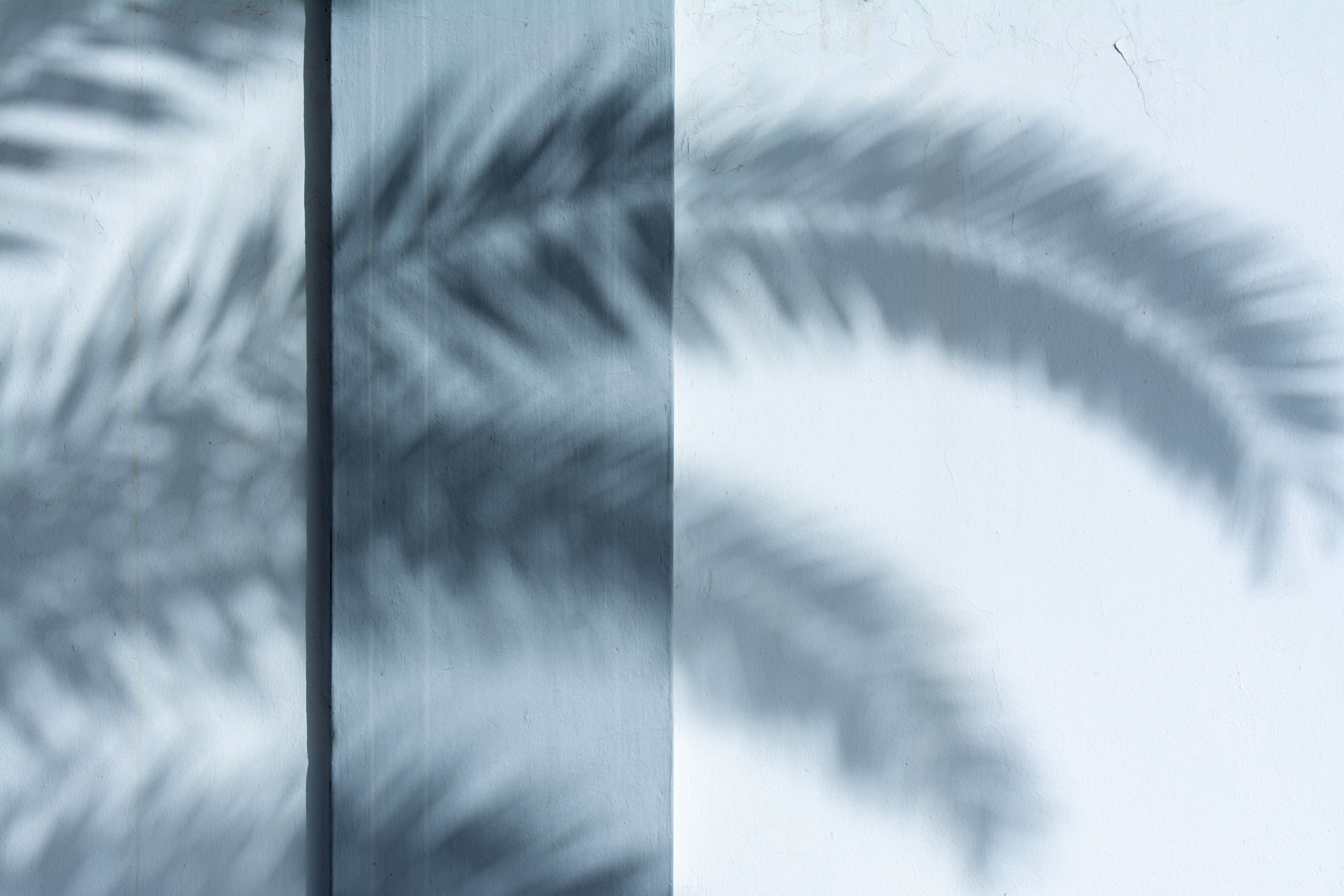Palm Fronds Photos, Download The BEST Free Palm Fronds Stock Photos ...