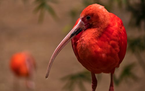 Free stock photo of depth of field, ibis, red bird