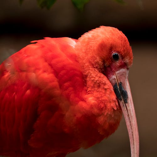 Free stock photo of close-up, ibis, red bird