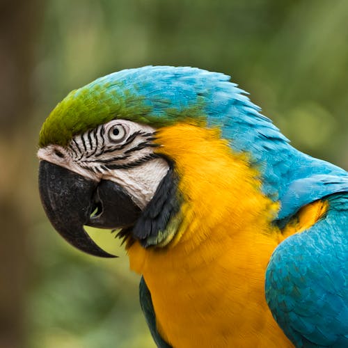 Free stock photo of close-up, colorful bird, macaw
