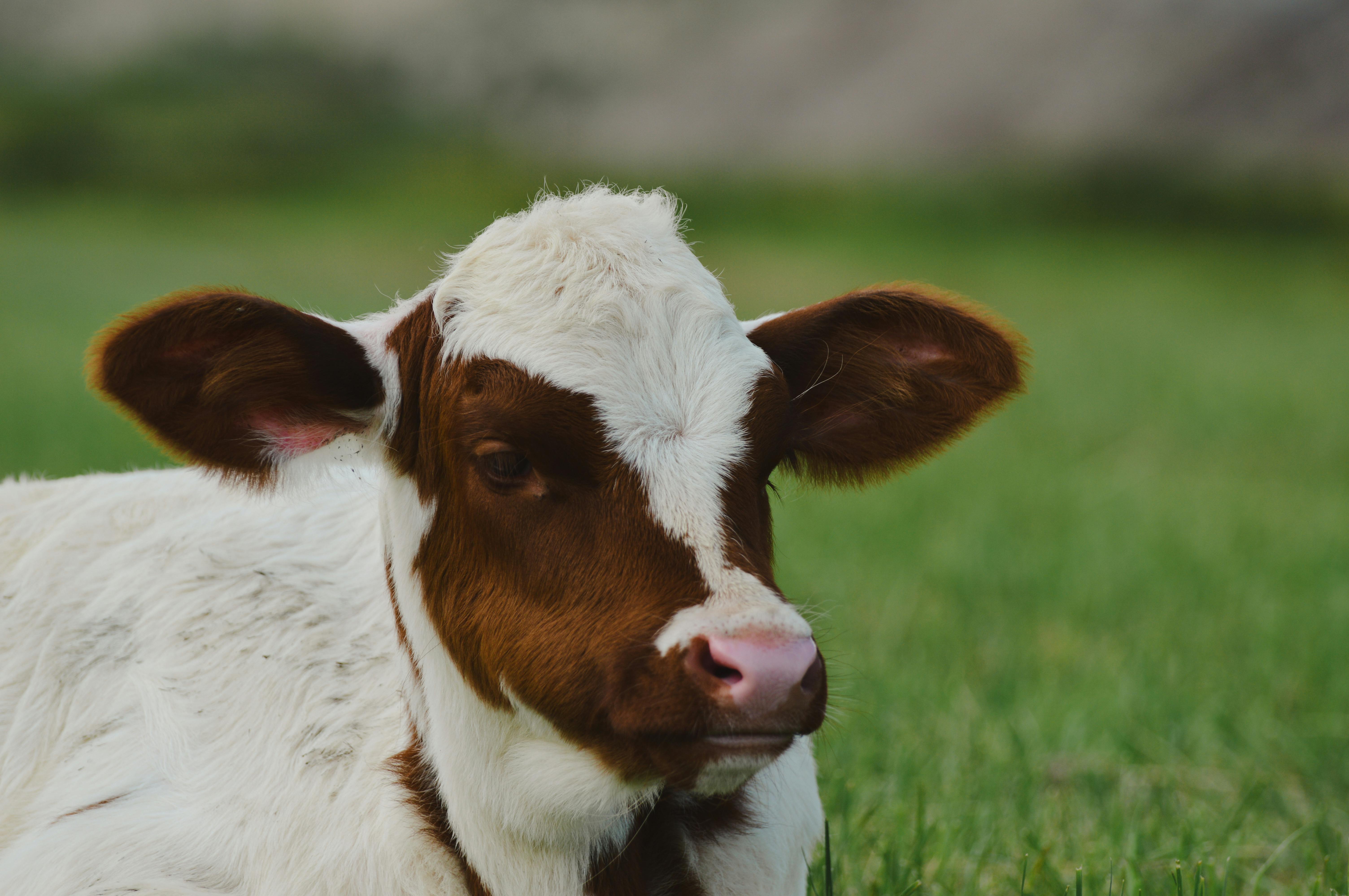 Gratis Immagine gratuita di agricoltura, animale, animale domestico Foto a disposizione