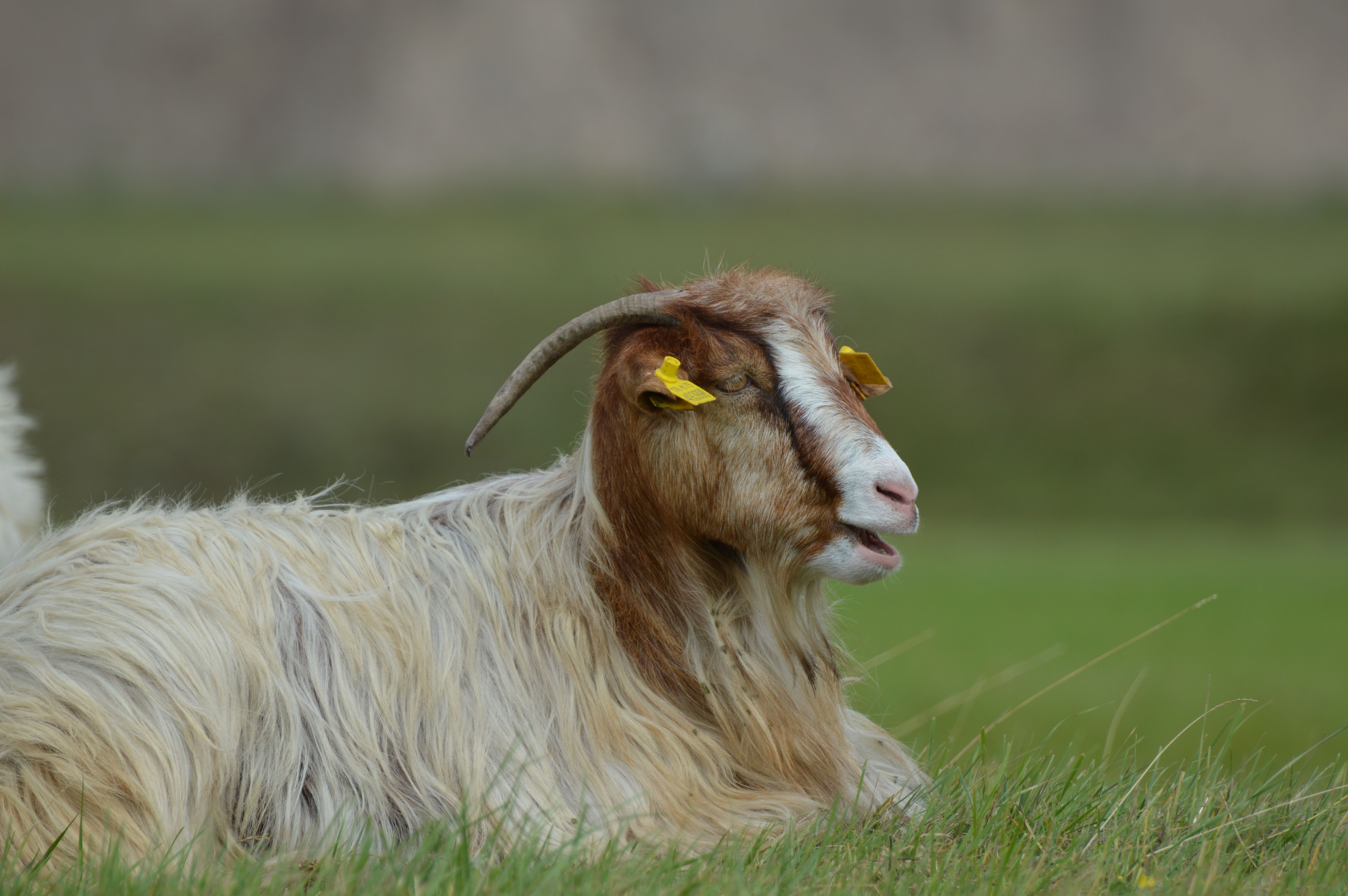 Eastern Goat Breed Photos, Download The BEST Free Eastern Goat Breed ...