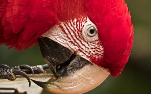 Free stock photo of close-up, macaw, red