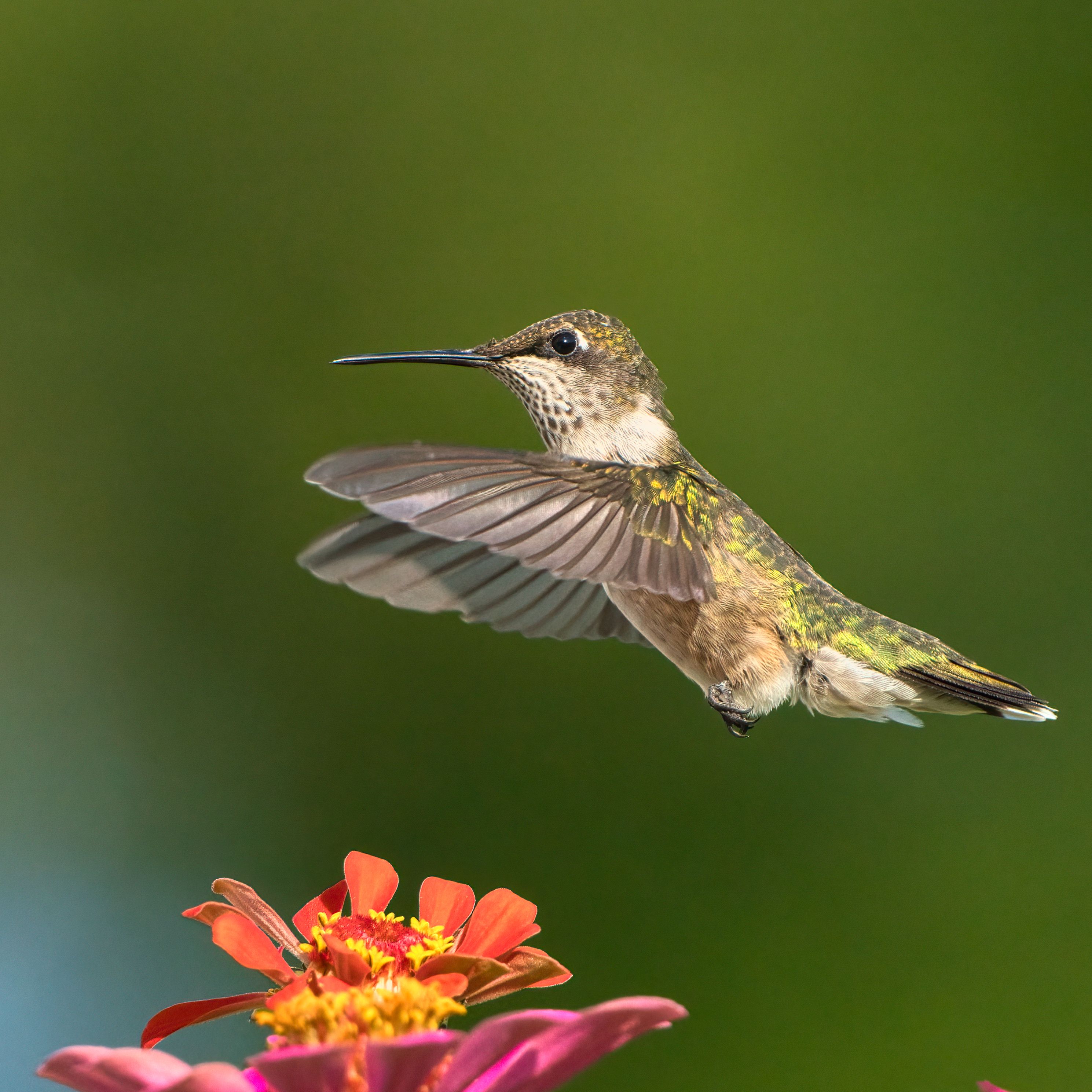 Immature Male Ruby-Throated Hummingbird