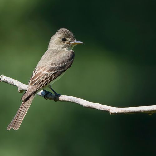 Free A close-up of an Eastern Phoebe resting on a branch in daylight with green blurred background. Stock Photo