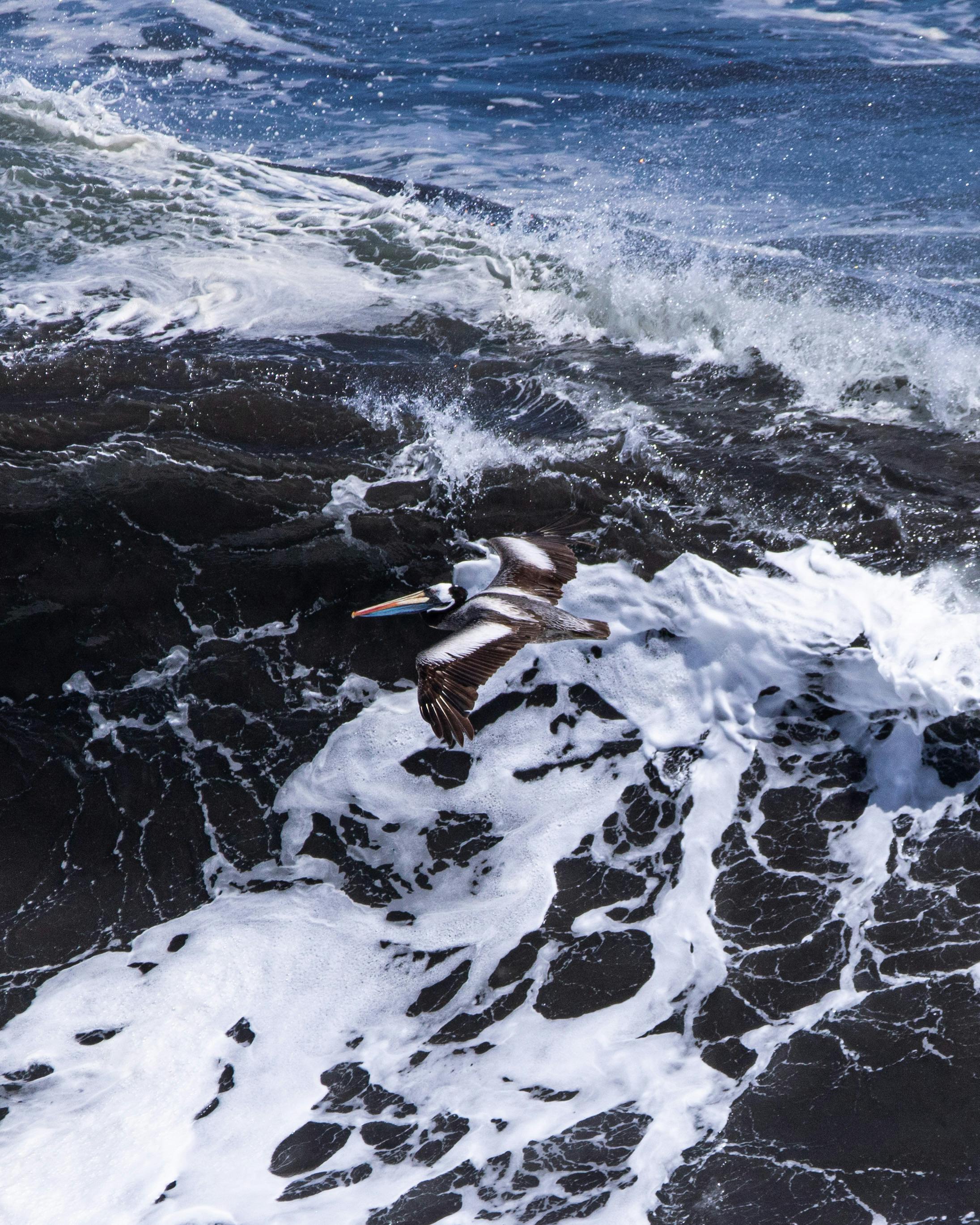 A pelican gracefully flies above the crashing ocean waves creating dramatic splashes.