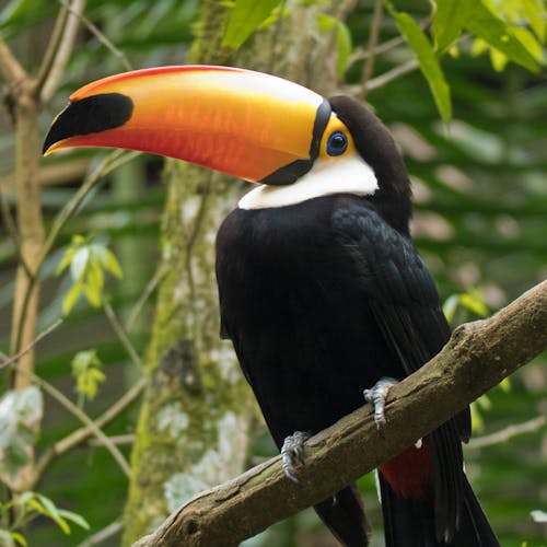 Free stock photo of toucan