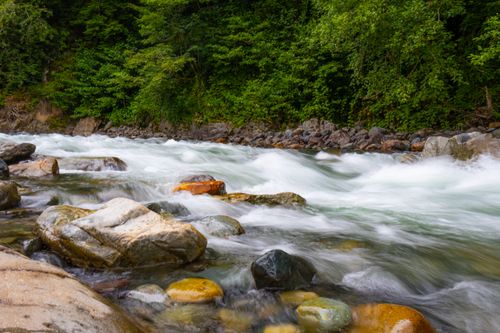 Free Vibrant green forest surrounds a flowing mountain stream in Rize, showcasing nature's beauty. Stock Photo