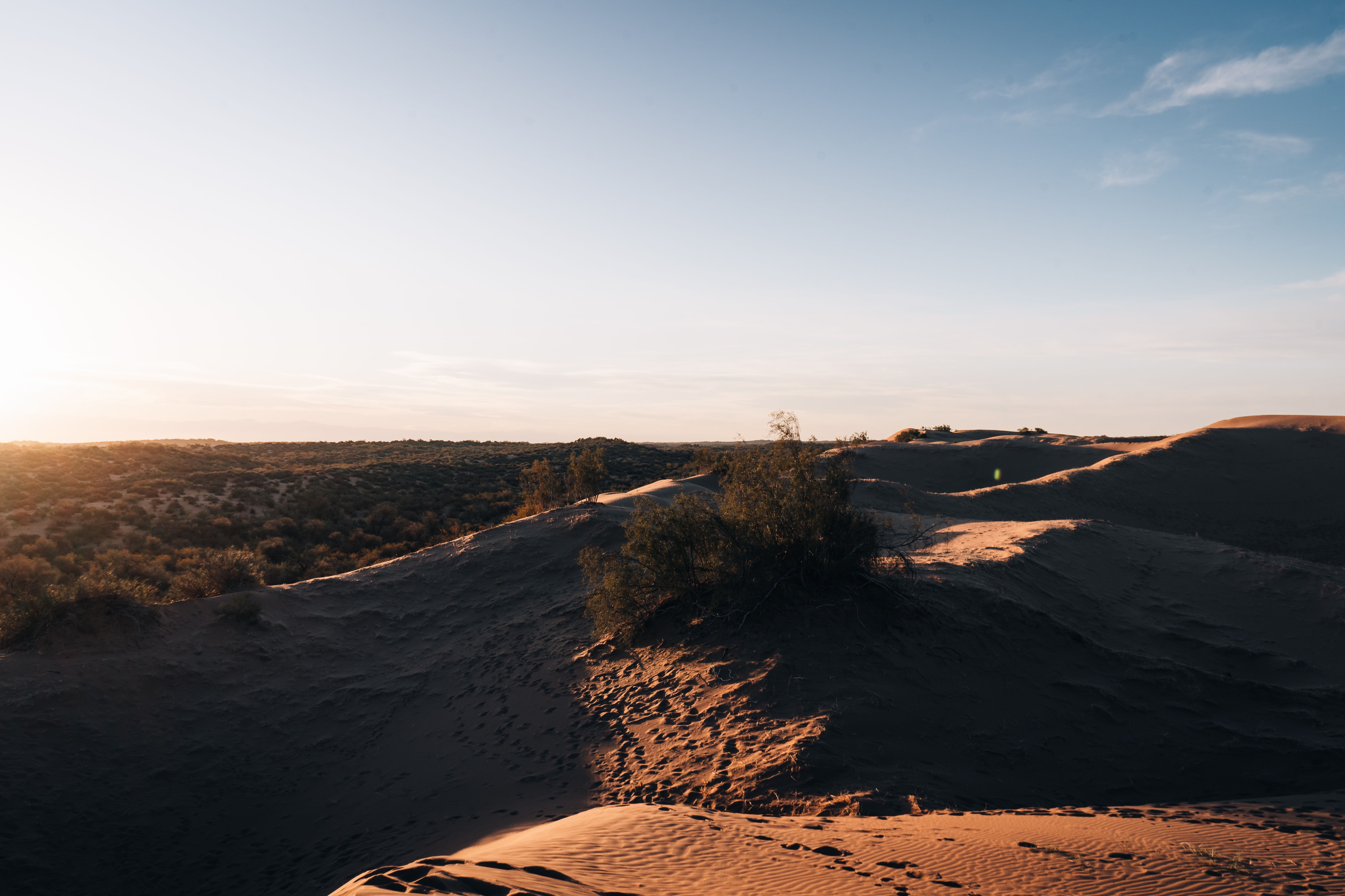 A desert landscape with sand dunes and trees · Free Stock Photo