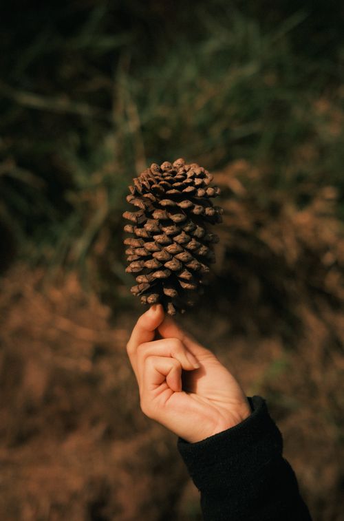 Free A hand holding a pine cone, capturing nature's essence in a forested setting. Stock Photo