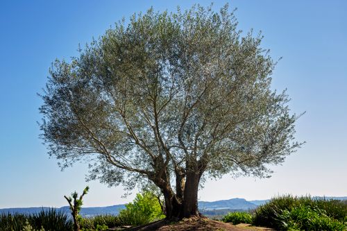 Free A picturesque oak tree stands prominently in a tranquil rural setting, capturing the essence of nature. Stock Photo