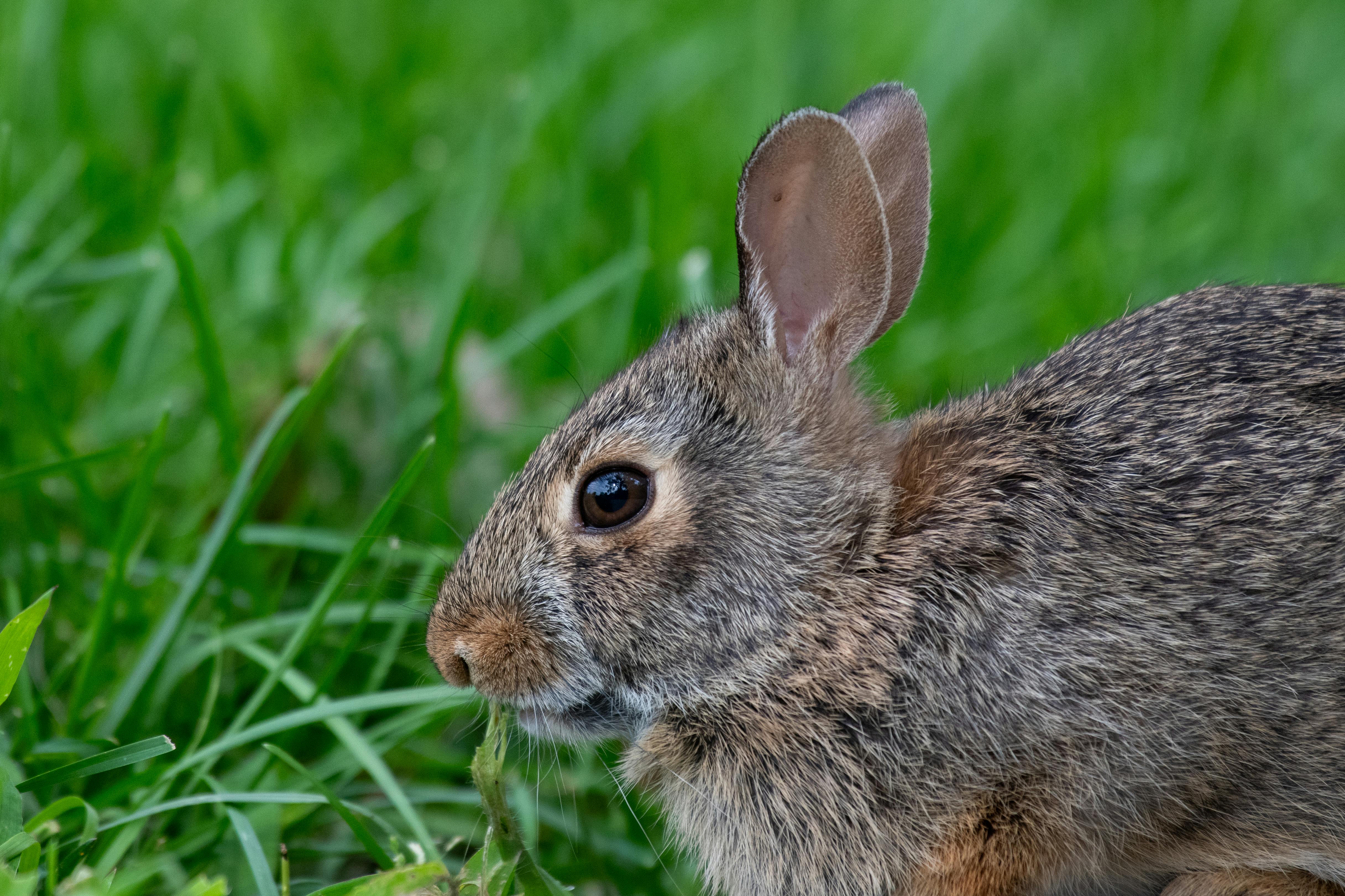 Quantos filhotes uma coelha pode ter na primeira ninhada?