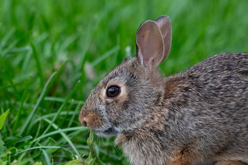 Free Adorable young wild rabbit munching on grass in a natural outdoor setting. Stock Photo