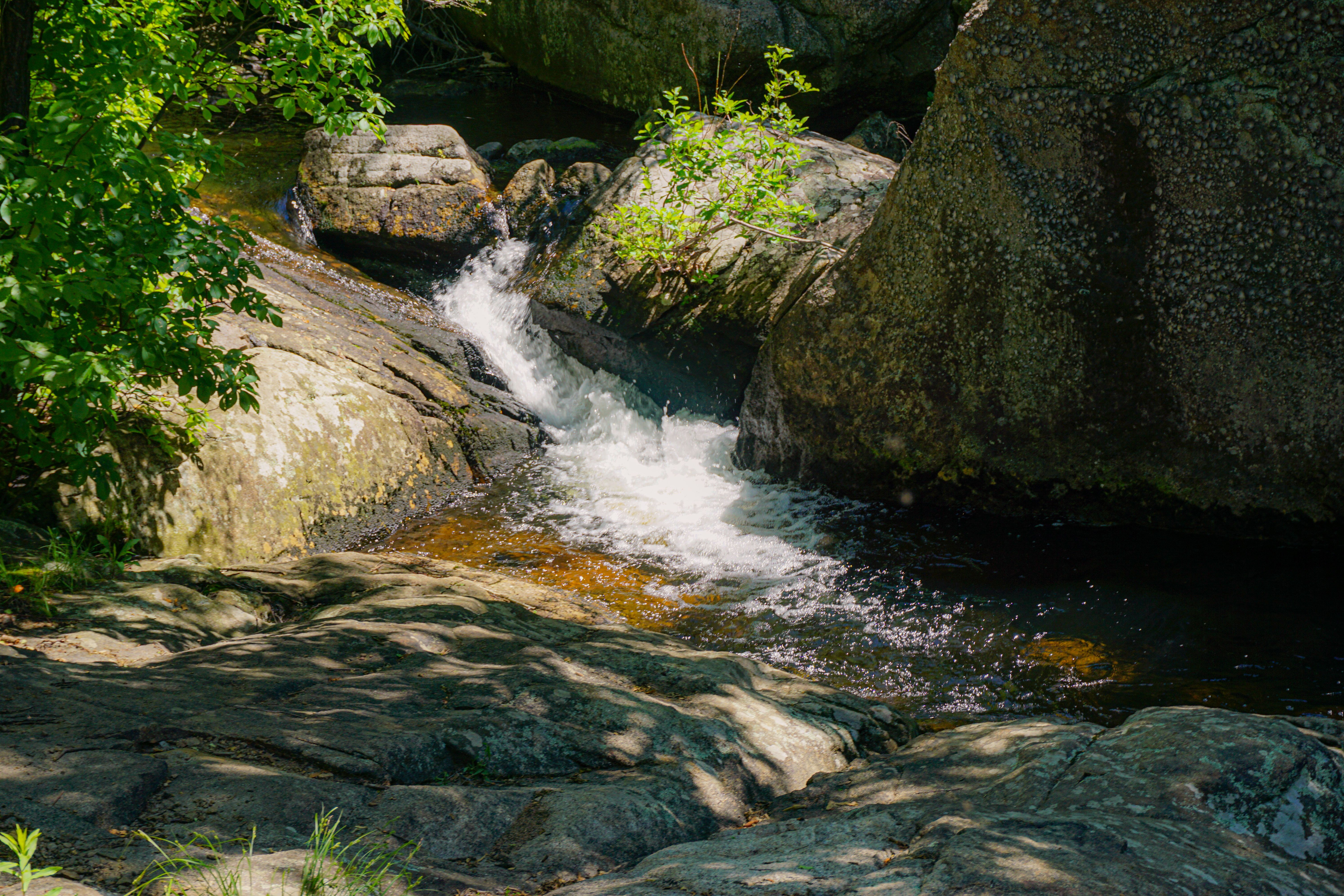 A stream of water flowing through a forest · Free Stock Photo