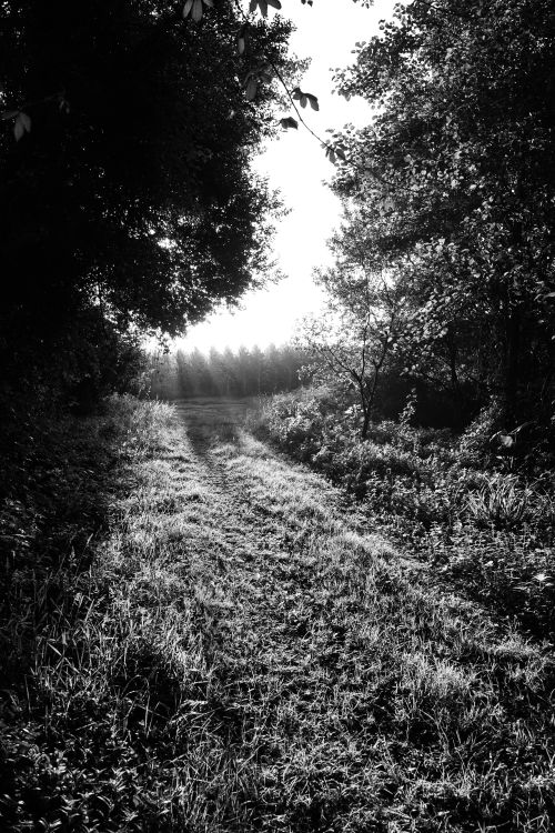 Black and white photograph of a path in the woods · Free Stock Photo