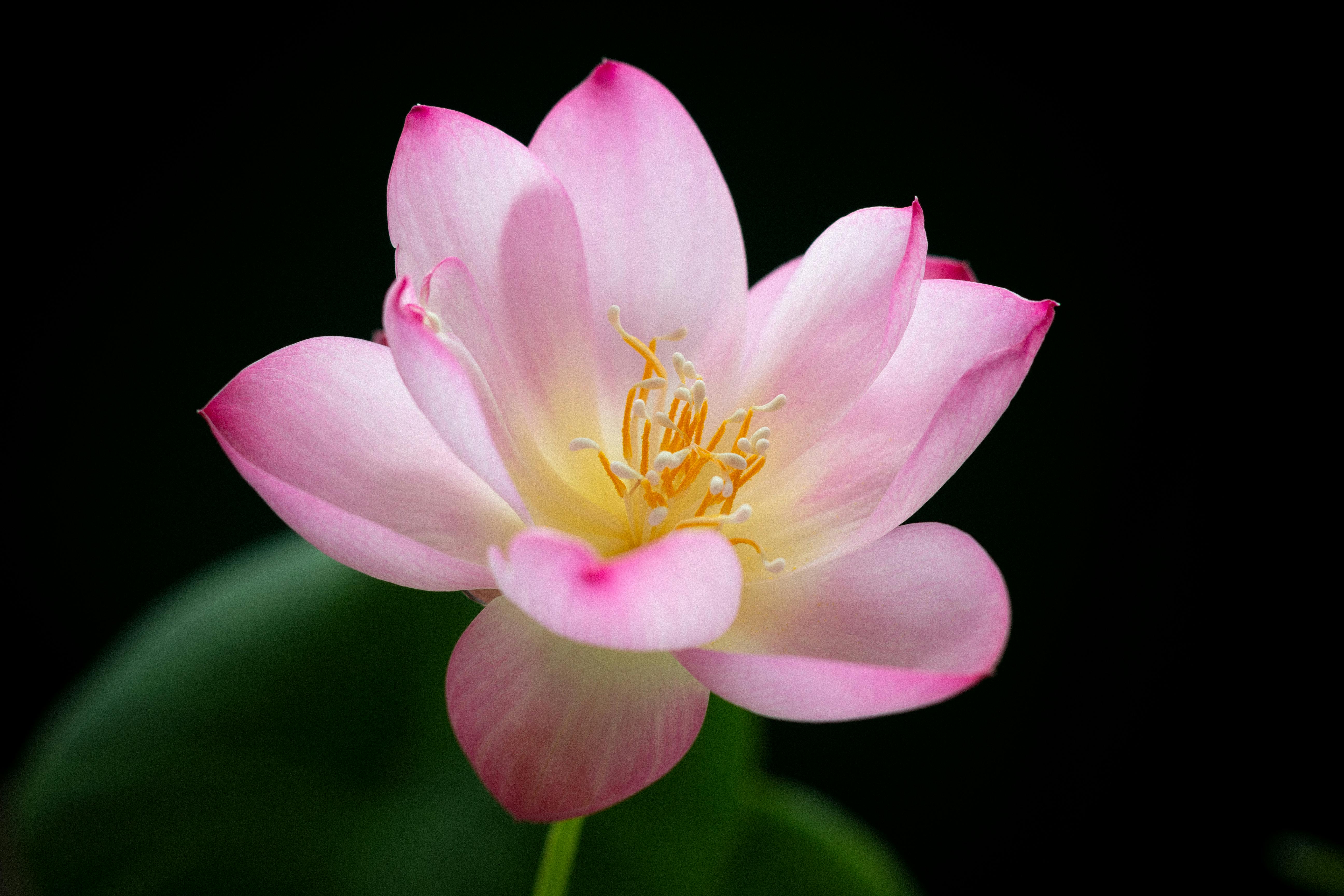 A vibrant pink lotus flower displaying its delicate petals in a serene and tranquil setting.