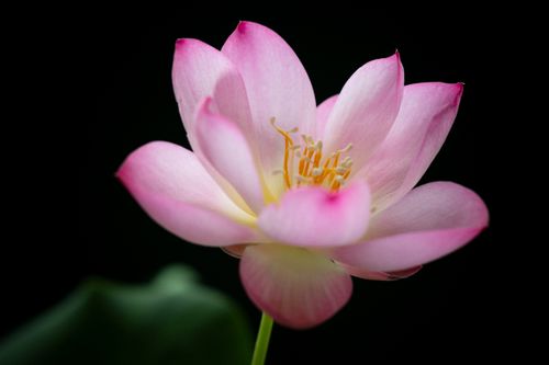 Free Beautiful close-up of a pink lotus flower with delicate petals against a dark background. Stock Photo