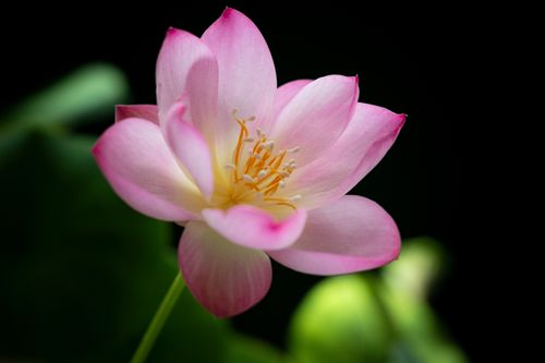 Free A delicate pink lotus flower in full bloom against a dark, contrasting background. Stock Photo