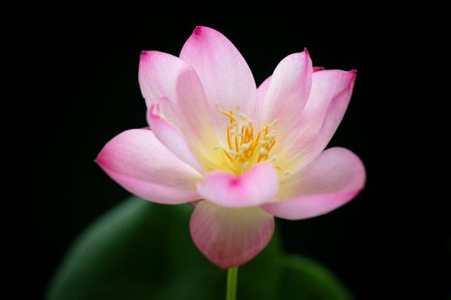 Free Close-up of a delicate pink lotus flower with a dark background. Stock Photo
