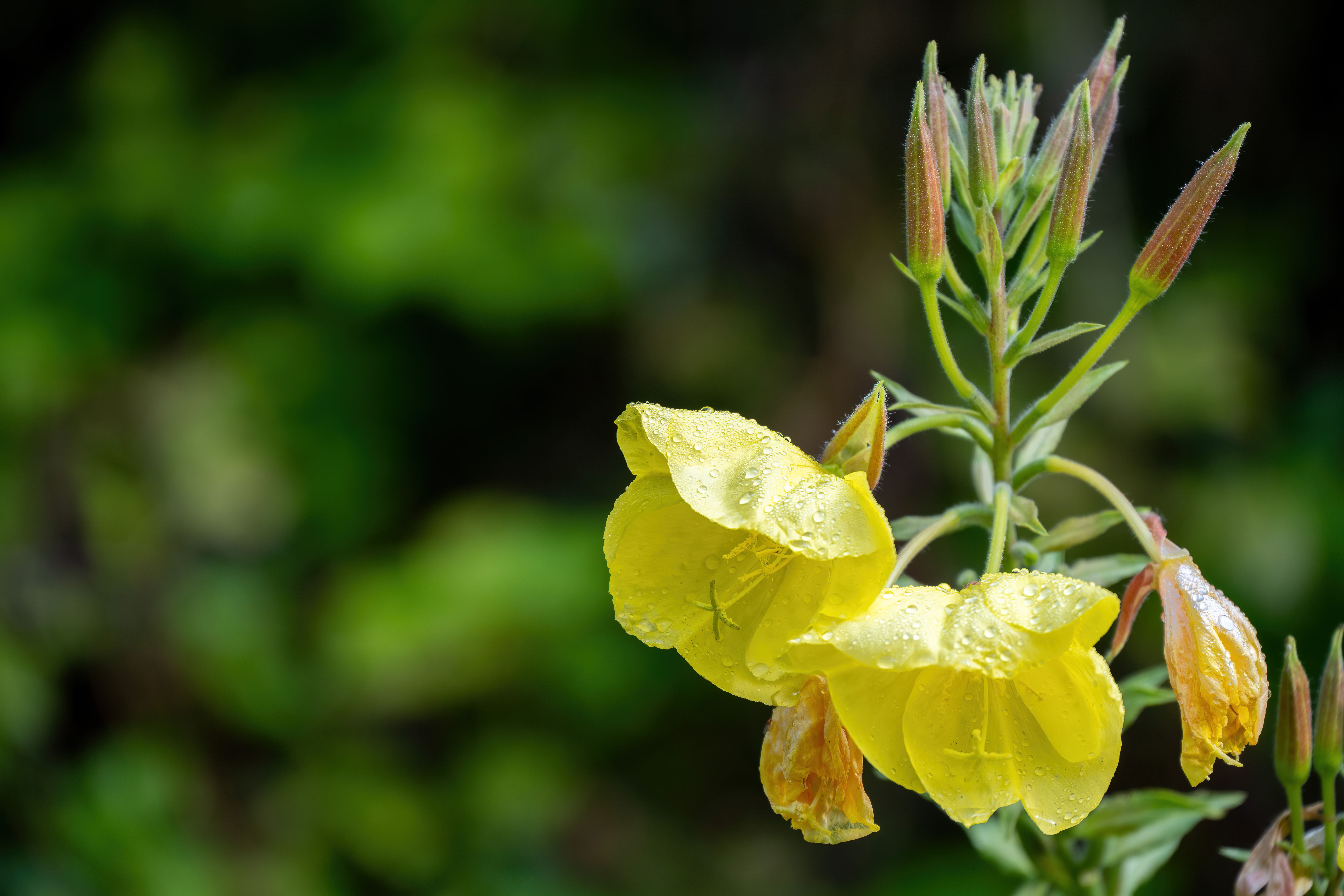 Close-up of yellow evening primrose flowers with dew, captured in an outdoor setting. - Evidence evidence guide for evening primrose skin aging meta-analysis