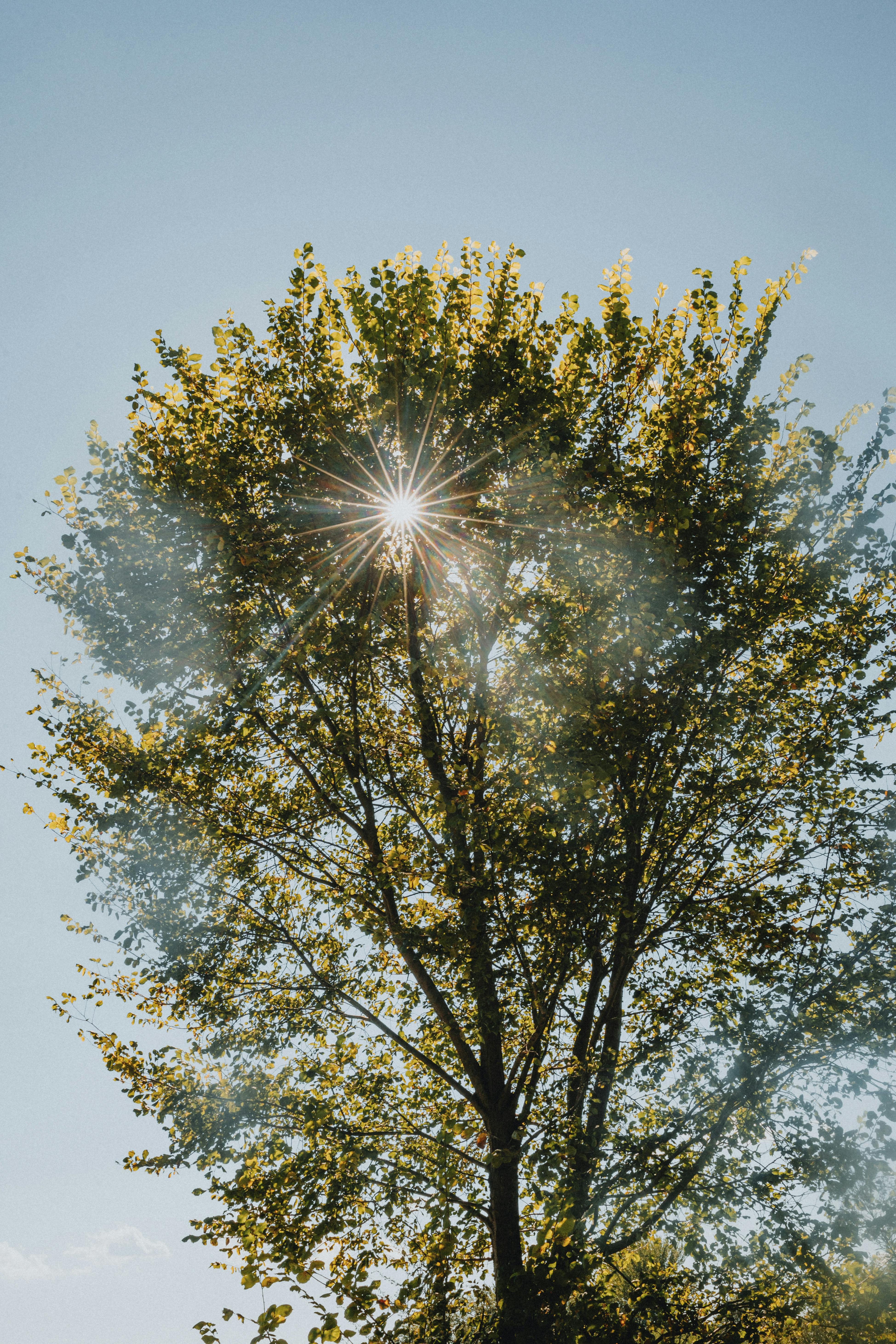 A tree with the sun shining through it
