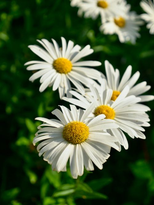 Free A vibrant close-up of blooming white daisies in a sunny field in Ireland. Stock Photo