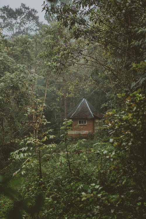 Foto Van House In Forest