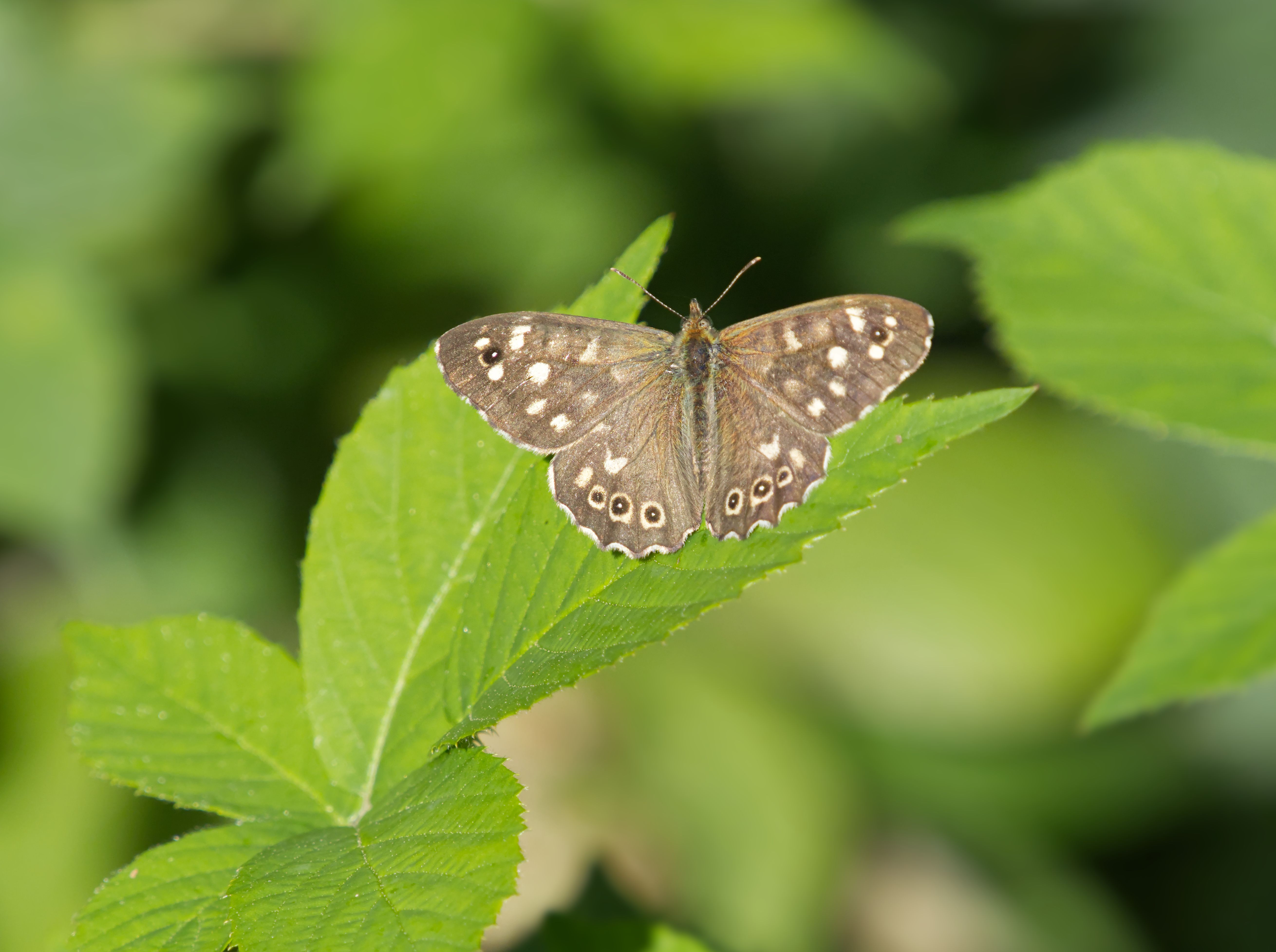 speckled-wood-butterfly-resting-on-a-leaf-free-stock-photo