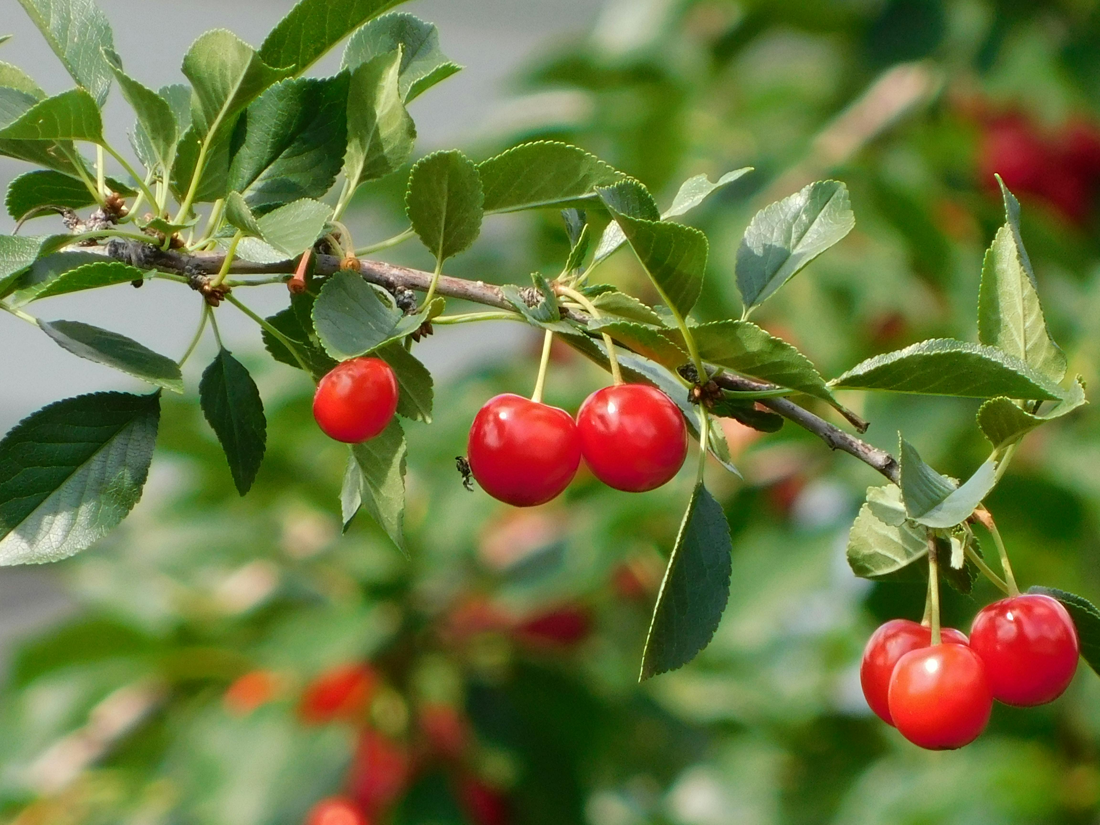 Free stock photo of cherries