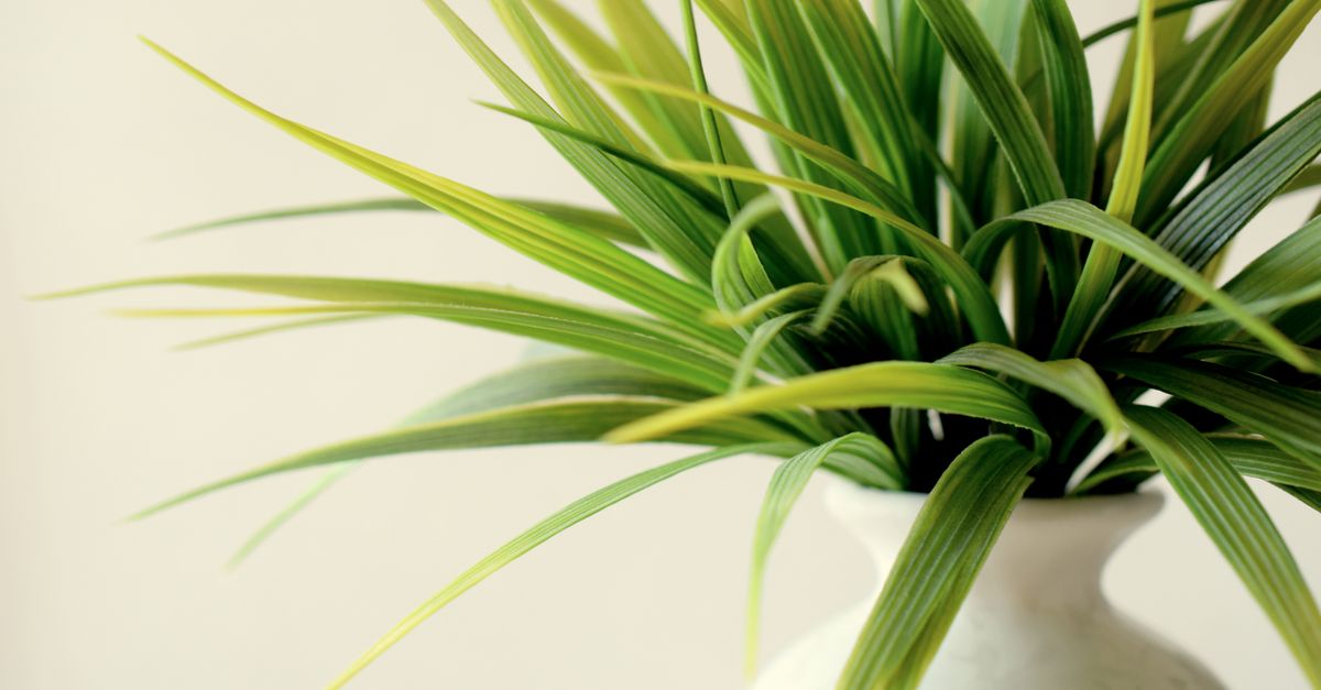 Beaucarnea : Conseils d’Entretien et Soins