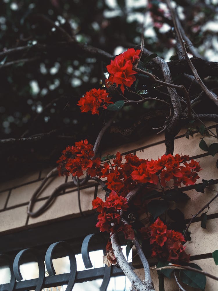  Red Flowers On A Climbing Plant