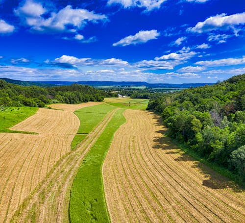 Green And Brown Farmland