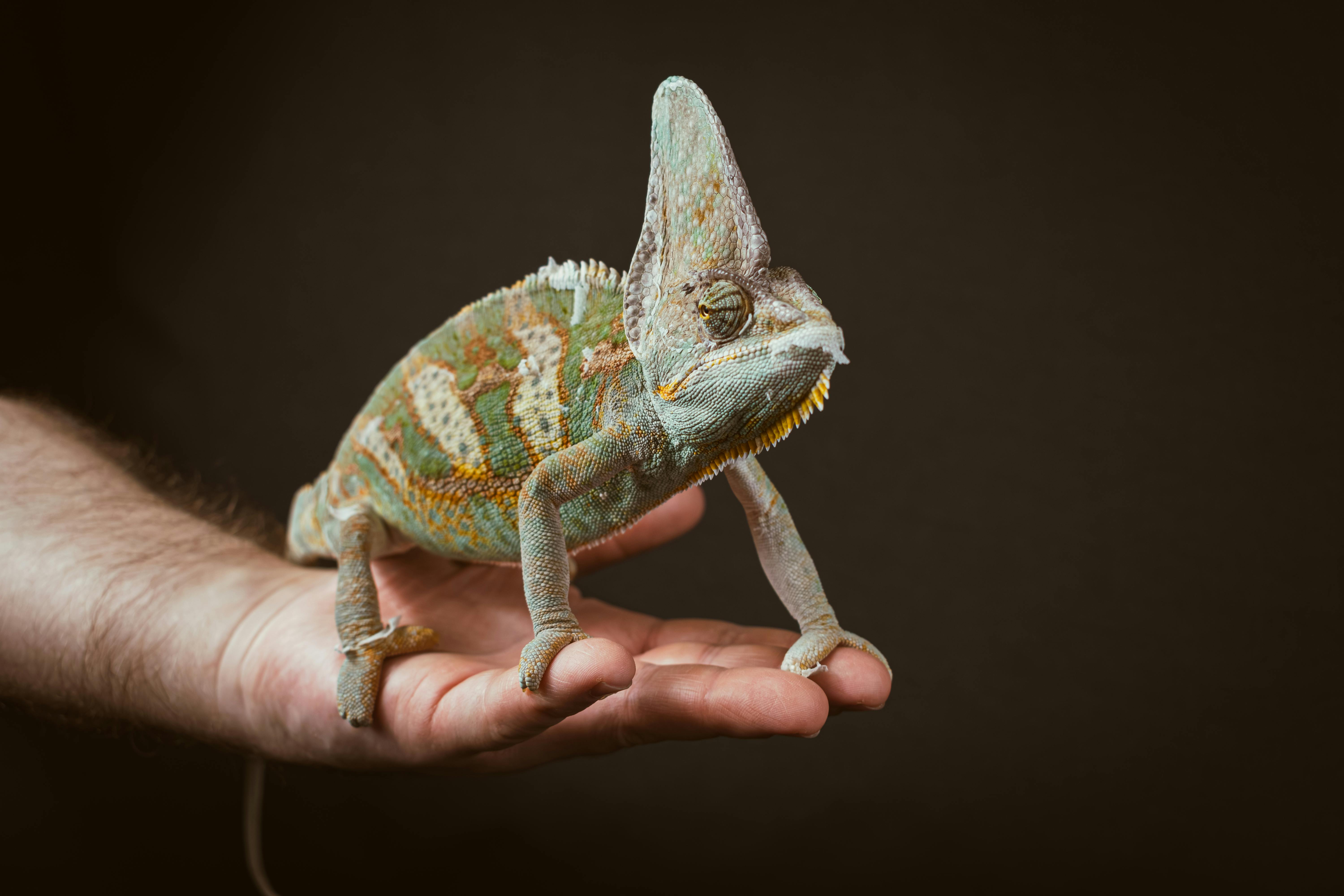 a chamelon lizard is sitting on a person s hand